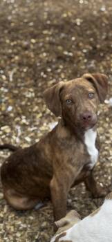 Rescue Plott Hound Dogs for Adoption in Hallsville, Missouri - Astro | PetCurious