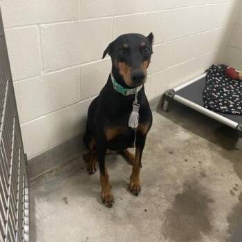 Doberman Pinscher Dogs Available for Adoption - Faine | PetCurious