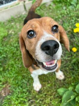 Liberty -  Beagle Dog for Adoption in Neillsville, Wisconsin - Liberty | PetCurious