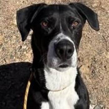 Retriever Dogs Available for Adoption - Neko | PetCurious