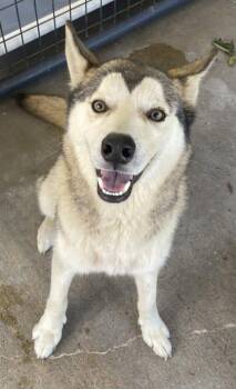 Buck ~ Sponsored! -  Siberian Husky and Mixed Breed Dog for Adoption in Bowling Green, Kentucky - Buck ~ Sponsored! | PetCurious