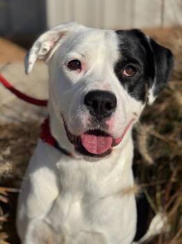 Moo-Moo -  American Bulldog and Mixed Breed Dog for Adoption in Benton Harbor, Michigan - Moo-Moo | PetCurious