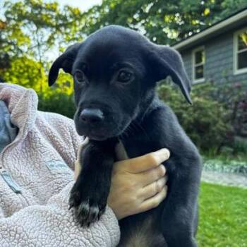NY Ding Dong Avail Jun 13 (Choice Pet Carmel) -  Australian Shepherd and Labrador Retriever Dog for Adoption in Eastford, Connecticut - NY Ding Dong Avail Jun 13 (Choice Pet Carmel) | PetCurious