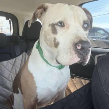 Duck PC -  American Bulldog Dog for Adoption in Goliad, Texas - Duck PC | PetCurious