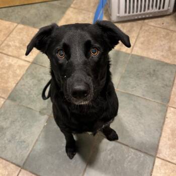 Luke -  Mixed Breed Dog for Adoption in Chattanooga, Tennessee - Luke | PetCurious