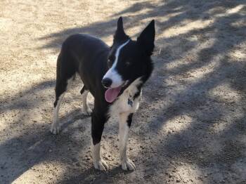 Cedar -  Border Collie Dog for Adoption in Bend, Oregon - Cedar | PetCurious