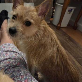 Sweeny Todd -  Mixed Breed Dog for Adoption in Toms River, New Jersey - Sweeny Todd | PetCurious