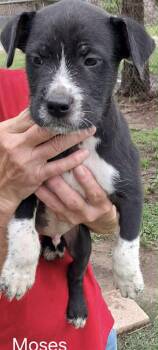 Mixed Breed Dogs Available for Adoption in Manchester Township, New Jersey - Moses | PetCurious