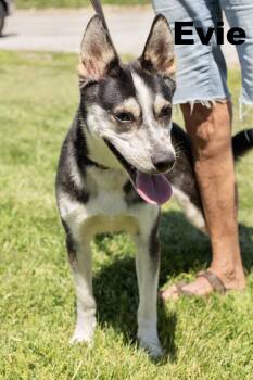 Evie -  Mixed Breed Dog for Adoption in Macomb, Illinois - Evie | PetCurious