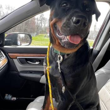 Zosia -  Rottweiler Dog for Adoption in Griswold, Connecticut - Zosia | PetCurious