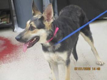 (56) -  German Shepherd Dog Dog for Adoption in Marietta, Georgia - (56) | PetCurious