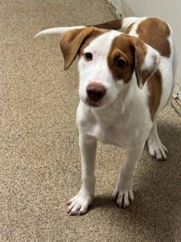 Hound Dogs Available for Adoption in Sanford, Florida - Ella | PetCurious
