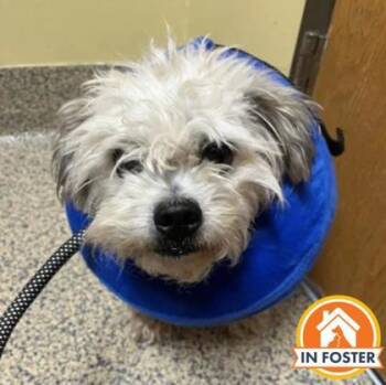 Gnome -  Shih Tzu and Mixed Breed Dog for Adoption in Merriam, Kansas - Gnome | PetCurious