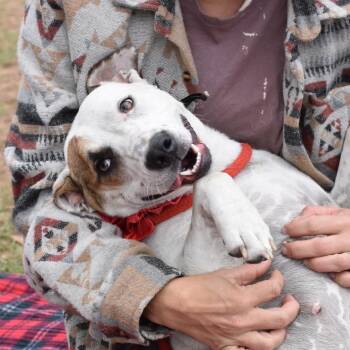 Mixed Breed Dogs Available for Adoption in Cleveland, Texas - Ivy | PetCurious