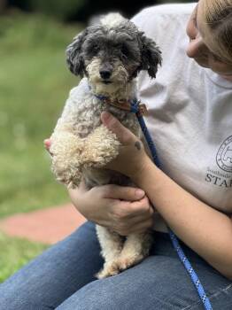 Lambchop -  Poodle Dog for Adoption in Meherrin, Virginia - Lambchop | PetCurious