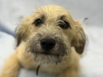 Terrier Dogs Available for Adoption - Emmett | PetCurious