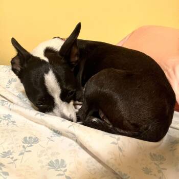 Terrier and Mixed Breed Dogs Available for Adoption in San Francisco, California - Josie | PetCurious