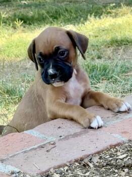 Vanillie -  Boxer Dog for Adoption in Dana Point, California - Vanillie | PetCurious