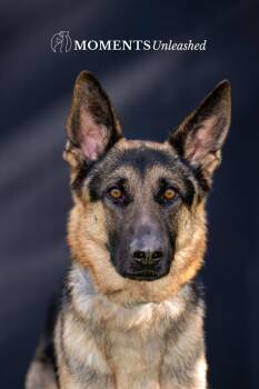Rexx -  German Shepherd Dog Dog for Adoption - Rexx | PetCurious
