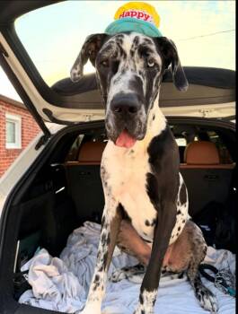 Odin -  Great Dane Dog for Adoption in Rockport, Indiana - Odin | PetCurious