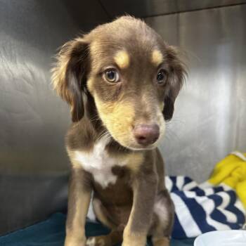 Cappucino -  Dachshund Dog for Adoption in Sunrise, Florida - Cappucino | PetCurious