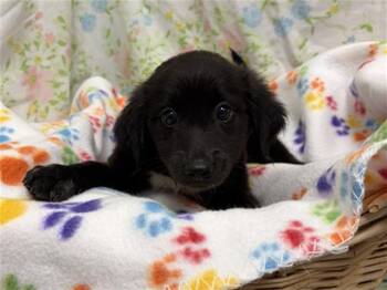 ROSE -  Border Collie Dog for Adoption in Rosenberg, Texas - ROSE | PetCurious