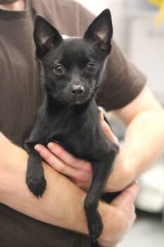 Bitty -  Chihuahua Dog for Adoption in Hayward, Wisconsin - Bitty | PetCurious