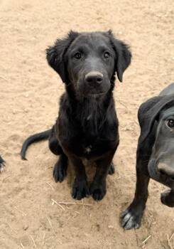 Labrador Retriever and Golden Retriever Dogs Available for Adoption in Severance, Colorado - Faye | PetCurious