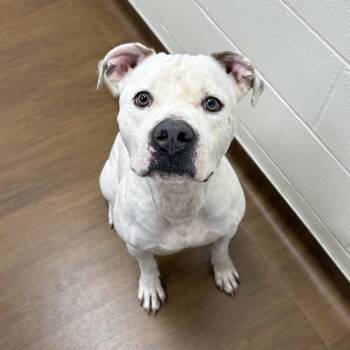 Pit Bull Terrier and Mixed Breed Dogs Available for Adoption in Beaumont, Texas - Honcho | PetCurious