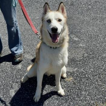 Rescue Husky Dogs for Adoption in Harrisonburg, Virginia - Apollo | PetCurious