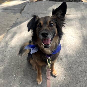 Hershey -  Collie Dog Available for Adoption - Hershey | PetCurious