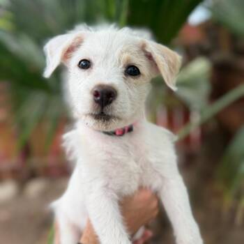 Lady -  Terrier and Mixed Breed Dog for Adoption in San Diego, California - Lady | PetCurious