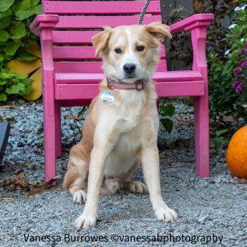 Steffen -  Shepherd and Retriever Dog for Adoption in Wake Forest, North Carolina - Steffen | PetCurious