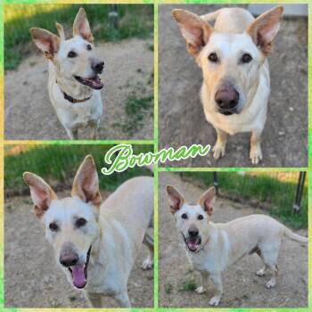 German Shepherd Dog Dogs Available for Adoption in Blacksburg, South Carolina - Bowman  | PetCurious