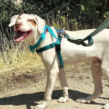 Tito -  Mixed Breed Dog for Adoption in Murray, Utah - Tito | PetCurious