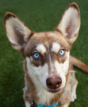 Munchkin -  Husky Dog for Adoption in Encinitas, California - Munchkin | PetCurious