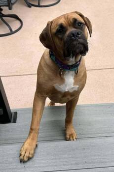 Tang -  Boxer and Pit Bull Terrier Dog for Adoption in Denver, Colorado - Tang | PetCurious