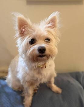 Dolly Parton -  West Highland White Terrier Westie Dog for Adoption in Gulfport, Mississippi - Dolly Parton | PetCurious