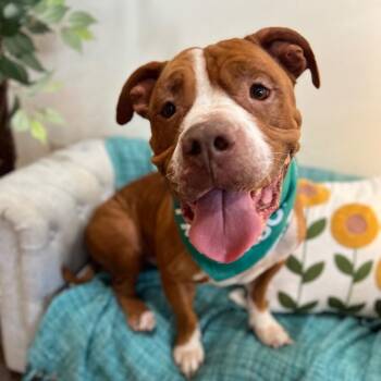 American Bulldog and Pit Bull Terrier Dogs Available for Adoption - Guppy Delivers Giggles | PetCurious