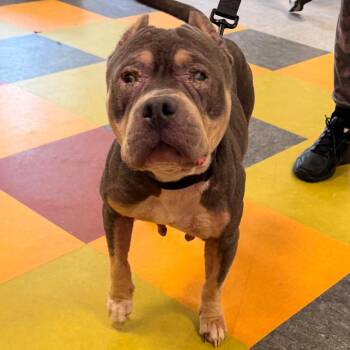 Rainbow -  Mixed Breed Dog for Adoption in Philadelphia, Pennsylvania - Rainbow | PetCurious