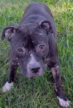 MILEENA -  Pit Bull Terrier Dog for Adoption in Akron, Ohio - MILEENA | PetCurious