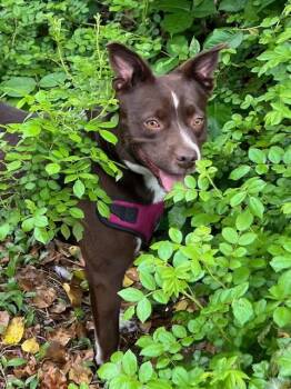 Gemma -  Boston Terrier and Labrador Retriever Dog for Adoption in Farmingville, New York - Gemma | PetCurious