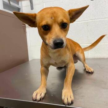 Fiddle C731 -  Chihuahua Dog for Adoption in Allen, Texas - Fiddle C731 | PetCurious