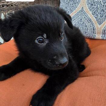 Orion -  Black Labrador Retriever and German Shepherd Dog Dog Available for Adoption in Sanford, North Carolina - Orion | PetCurious