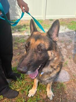 Bronx -  German Shepherd Dog Dog for Adoption in New Smyrna Beach, Florida - Bronx | PetCurious