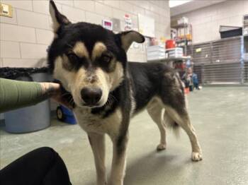 Mixed Breed Dogs Available for Adoption - A174343 | PetCurious