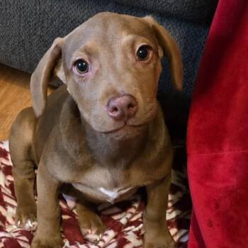 Labrador Retriever Dogs Available for Adoption in Brewton, Alabama - Wally | PetCurious
