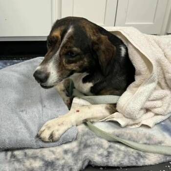 Foxhound and Mixed Breed Dogs Available for Adoption - Luna | PetCurious