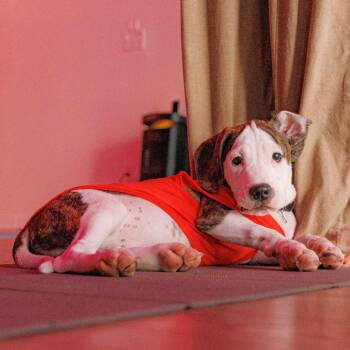 Buster -  Boxer Dog for Adoption in Patchogue, New York - Buster | PetCurious
