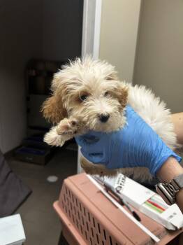 Bernese Mountain Dog and Poodle Dogs Available for Adoption in Valrico, Florida - Major | PetCurious